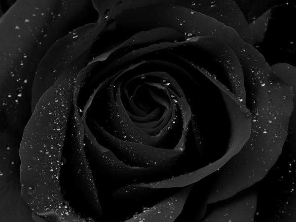 Black-Rose