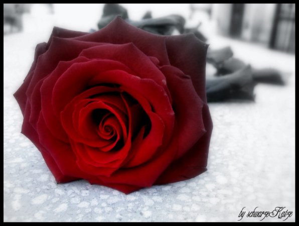 red_rose_on_a_grave__in_bellu_by_schwarzekatze181